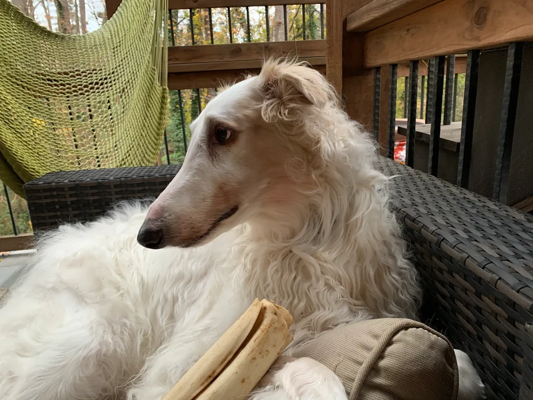 <p>This is a description about the good boy Boris. He loves to be outside in cooler weather.</p> this is alt text for boris